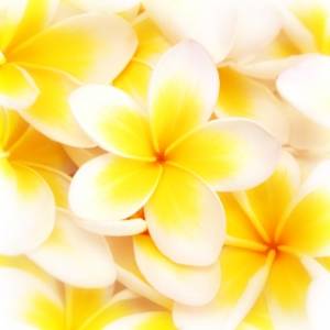 Loose Plumeria Blossoms